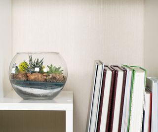 Terrarium on a bookshelf