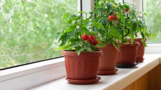 Tomato plant on windowsill