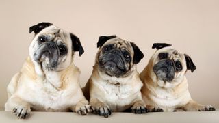 Interesting dog facts - three pugs