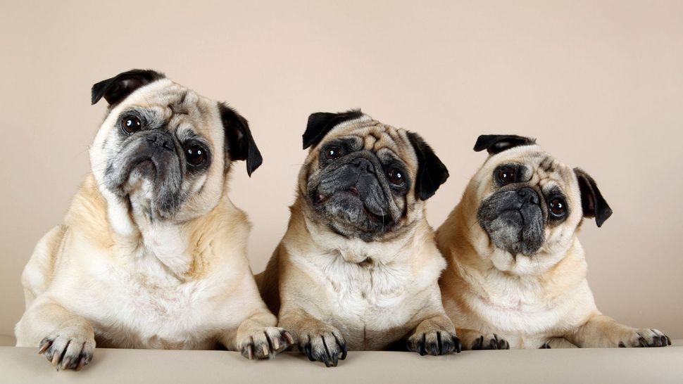 Interesting Dog Facts You ve Probably Never Heard Of Until Now PetsRadar interesting-dog-facts-you-ve-probably-never-heard-of-until-now-petsradar