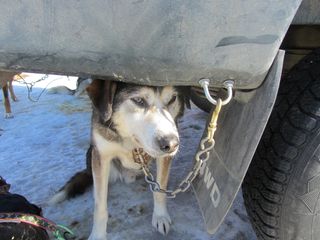 Sled Dog Under a Car
