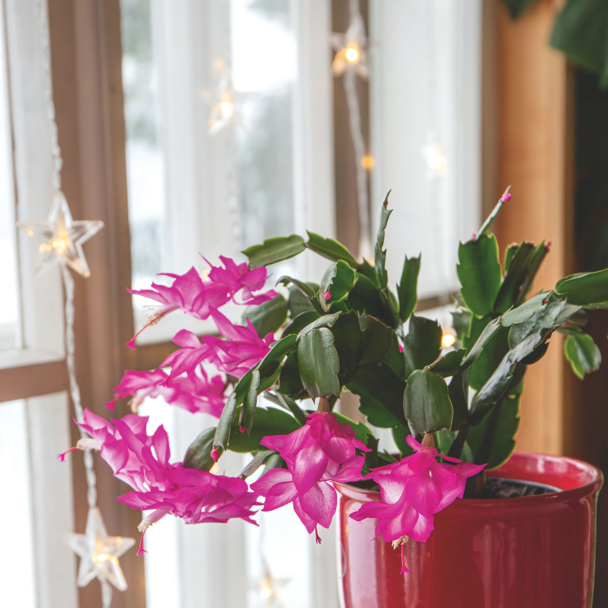 Pink petal plant in front of window with festive star lights hanging in it