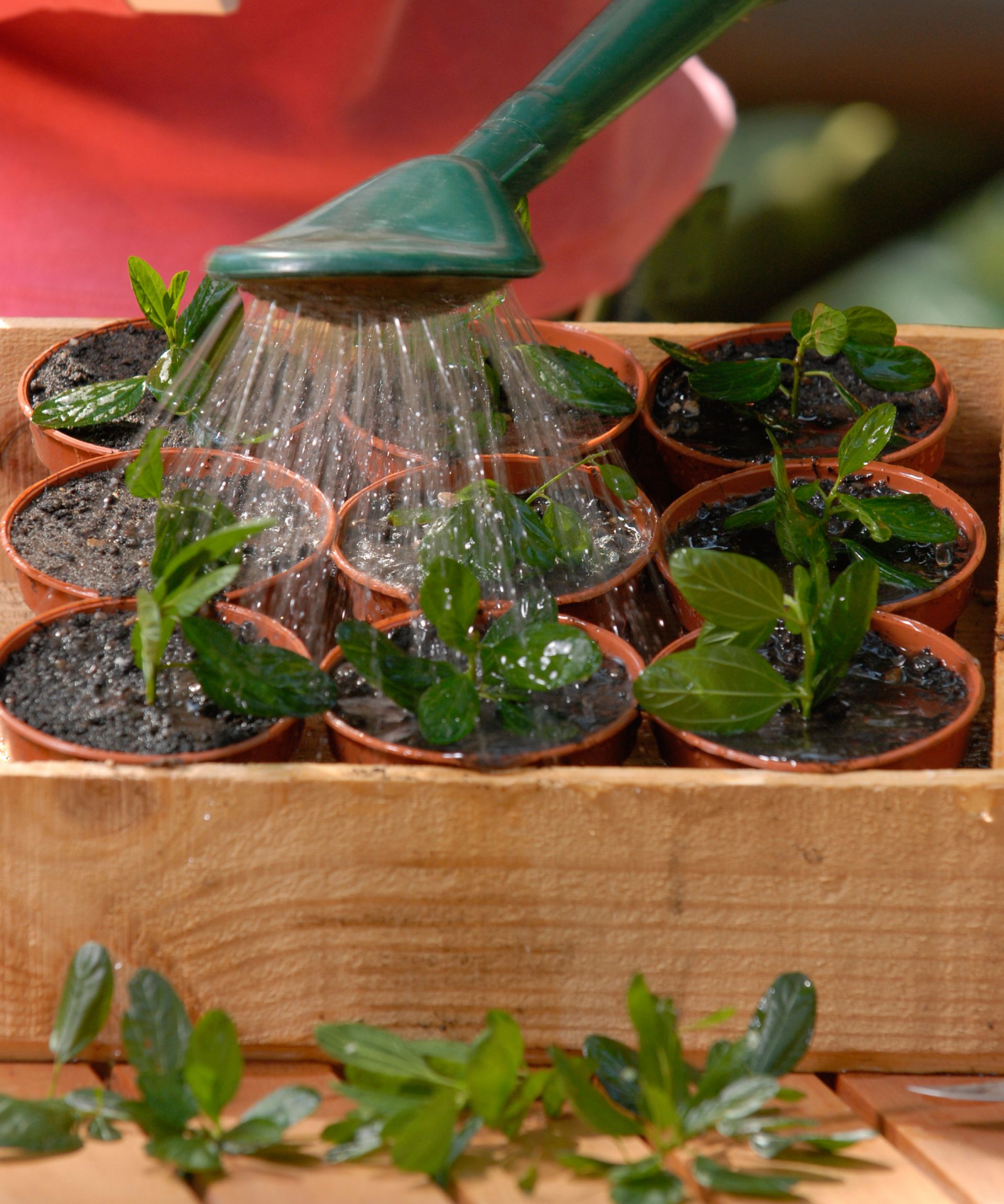 proagating ceanothus semi-ripe cuttings