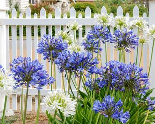 white picket fence with blue and white agapanthus