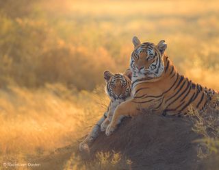 Marsel van Oosten Mother image 5