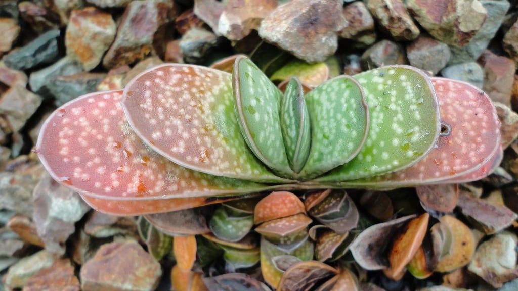 gasteria