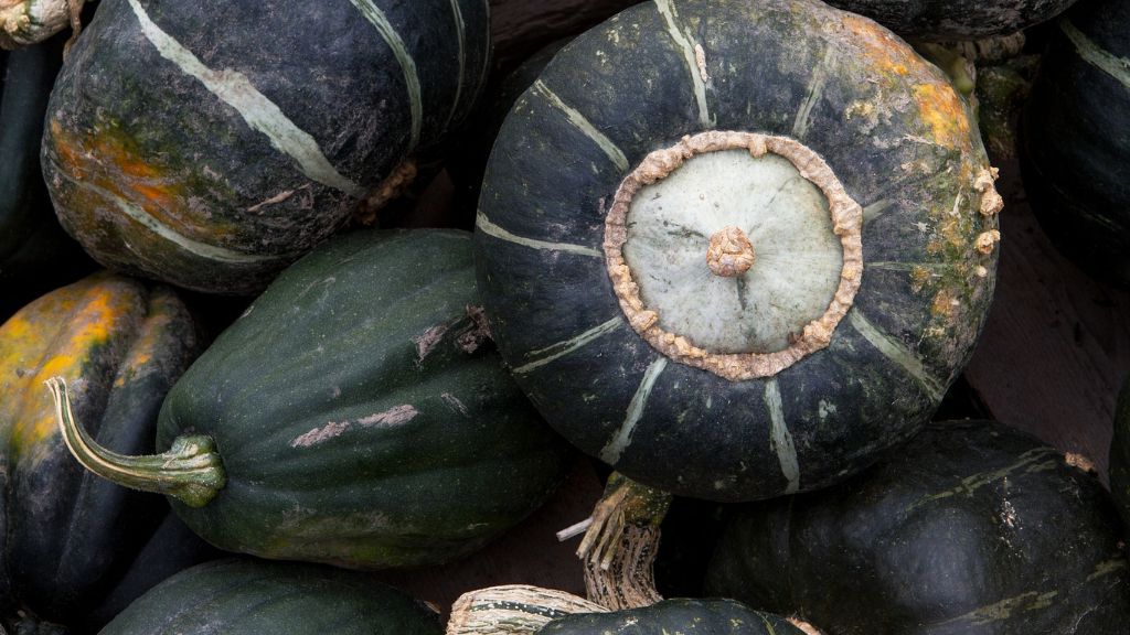 variety of green squash 