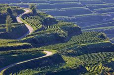 Vineyards in Germany's Kaiserstuhl area
