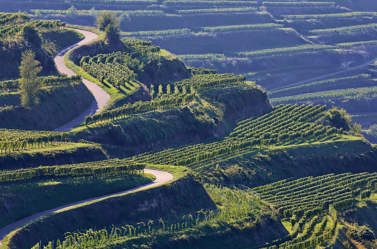 Vineyards in Germany's Kaiserstuhl area
