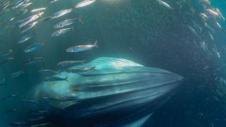 A photo of the underside of a Bryde&#039;s whale surrounded by fish