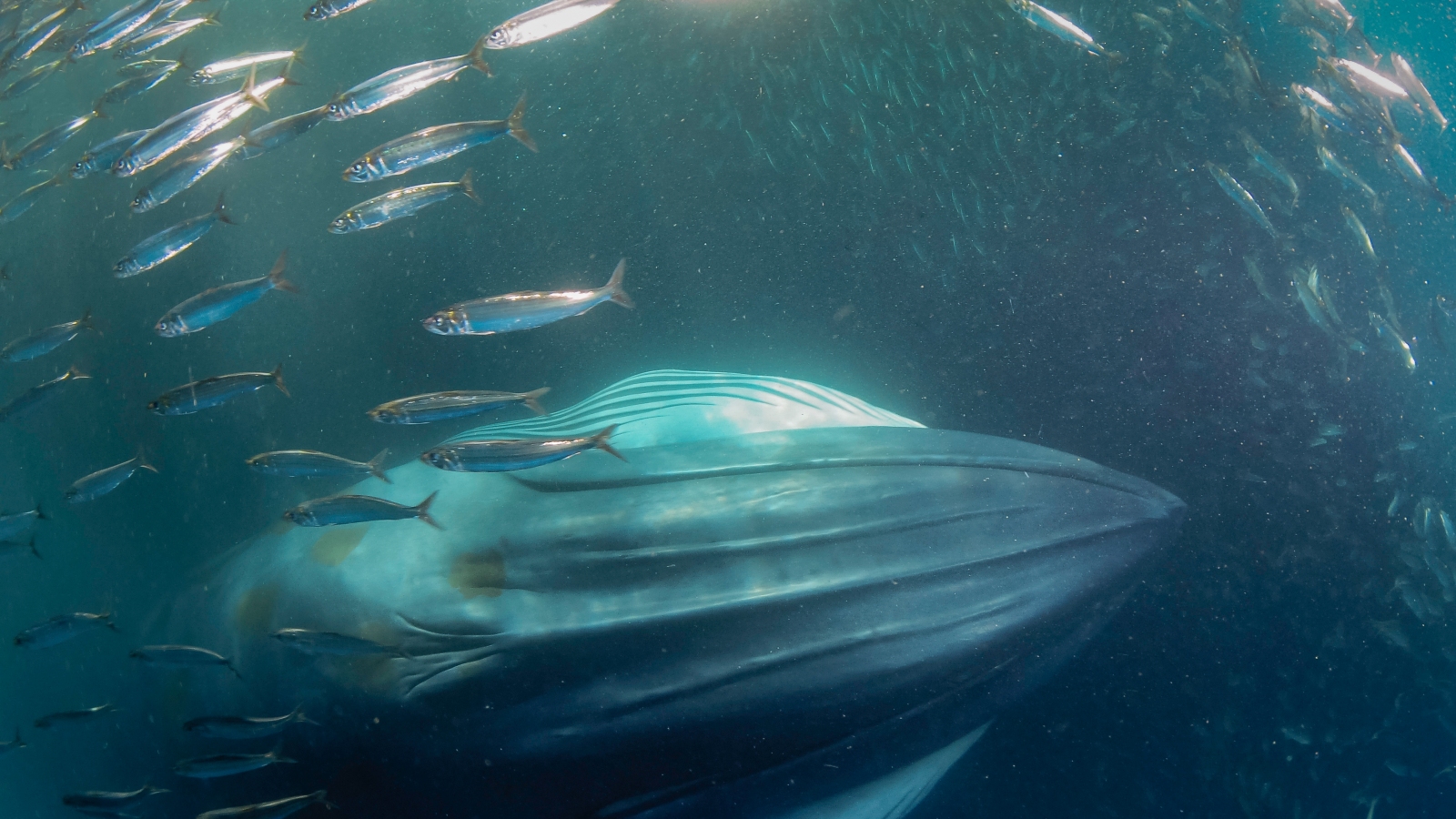 O fotografie cu partea inferioară a unei balene Bryde înconjurată de pești