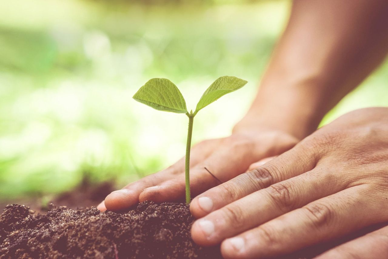 Hands Planting A Sprout In Soil