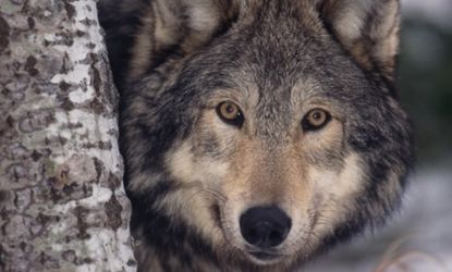 The American wolf population has jumped from just a few hundred in the lower 48 states in 1973 to roughly 6,000 today.