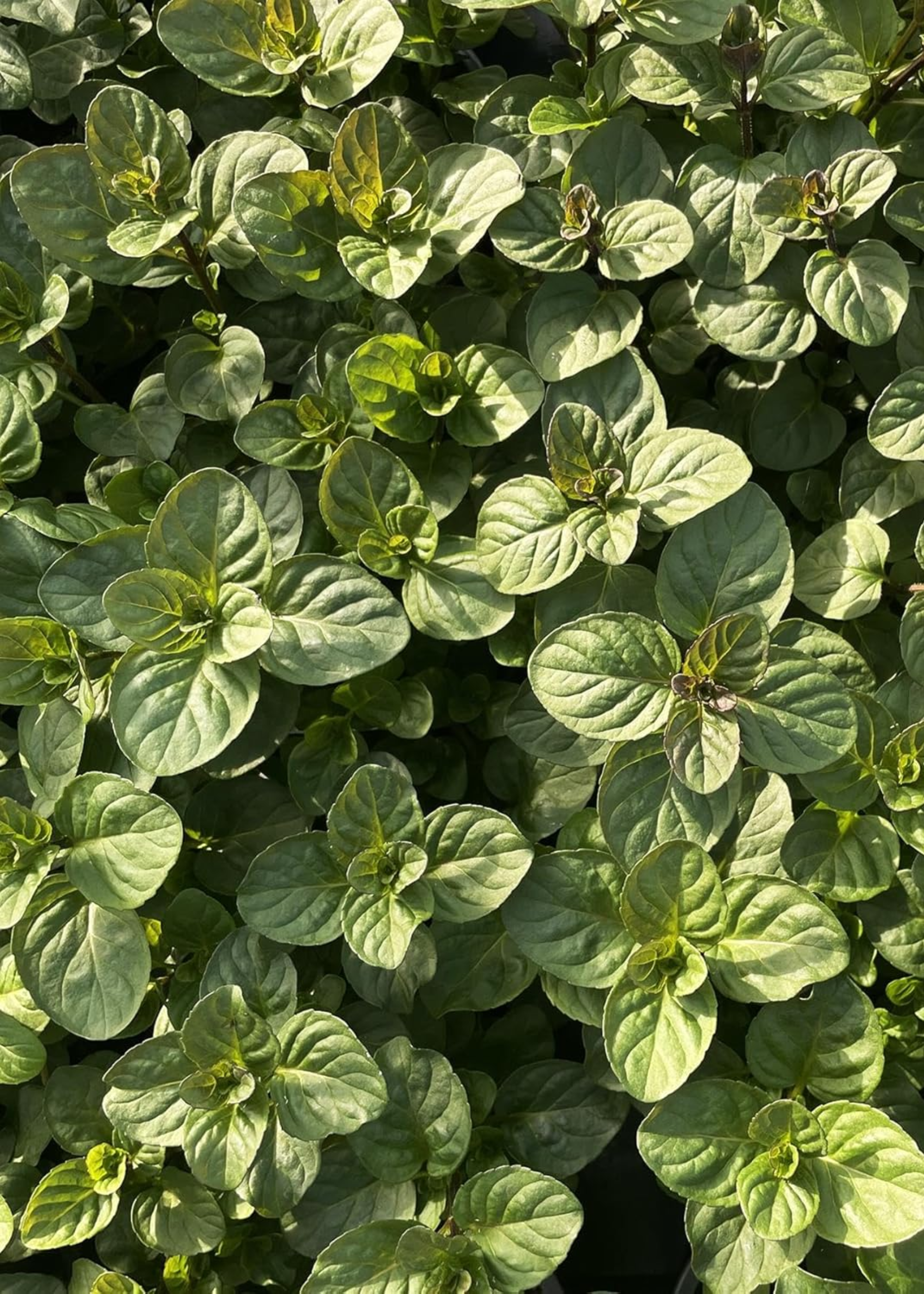 A patch of orange mint