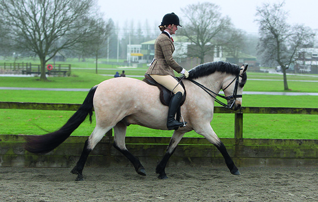 South of England Spring Show 2016 Ardingly, 398 - Glenmore Gwennic ridden by Emma James, Amateur Riders Ridden M&amp;amp;M