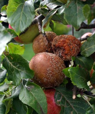 apple tree brown rot