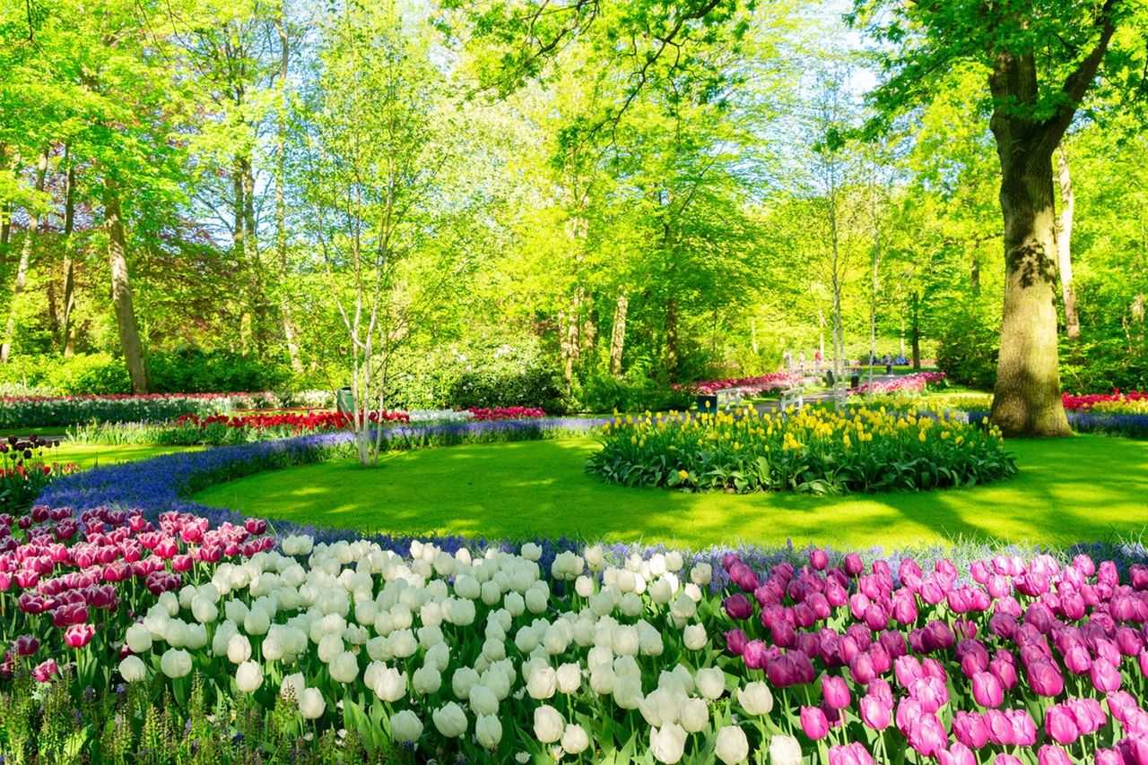 Colorful Flower Bed In Huge Garden