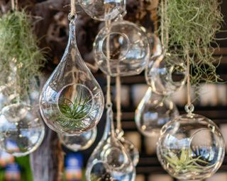 Air plants hanging in glass holders
