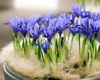 winter iris