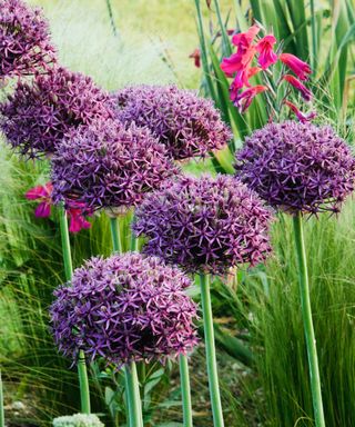 Purples alliums