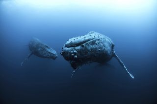 Marine Life in Mexico