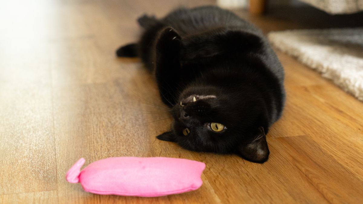 Black cat playing with a pink toy
