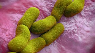 An illustration of plague bacteria.