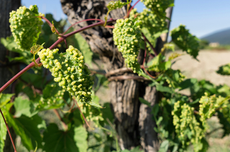 phylloxera mission vine