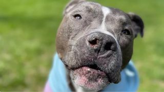 Turbo the Pit Bull singing Happy Birthday is busting breed stereotypes