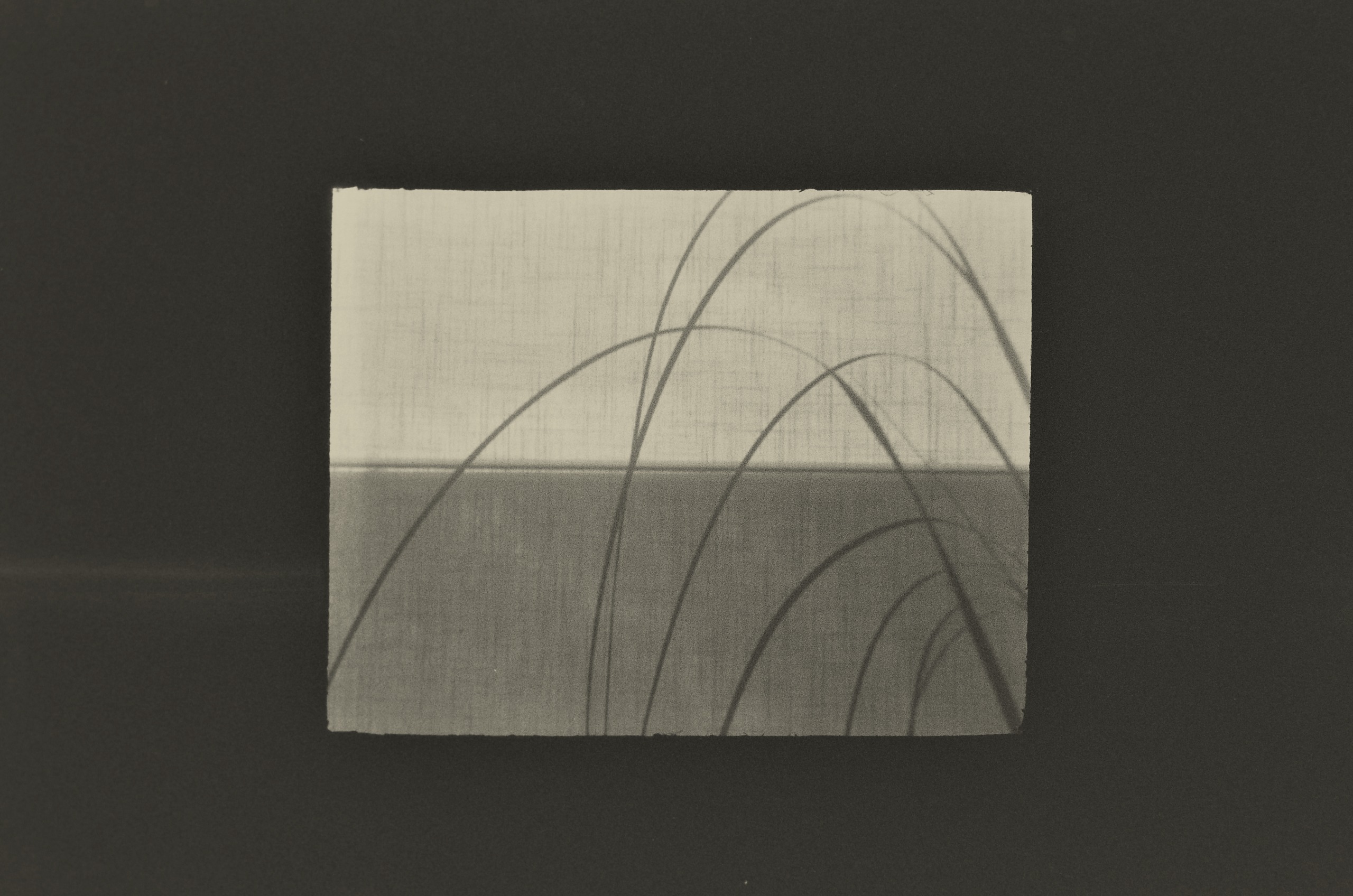 A black-and-white print by Jing Huang of long, thin blades of grass arcing across the frame against a pale, finely textured background.