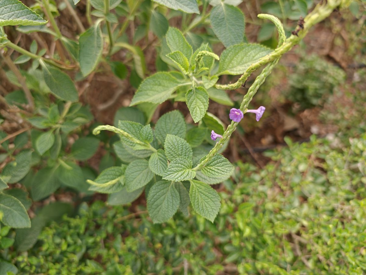 Pink flowers on green leaves shot on the Oppo Find X9 Ultra.