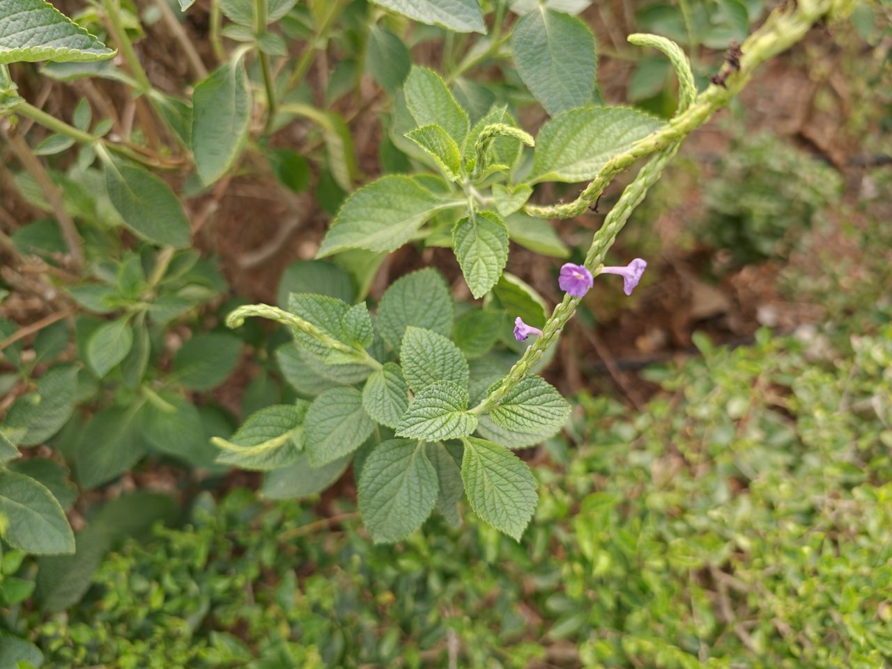 Pink flowers on green leaves shot on the Oppo Find X9 Ultra.