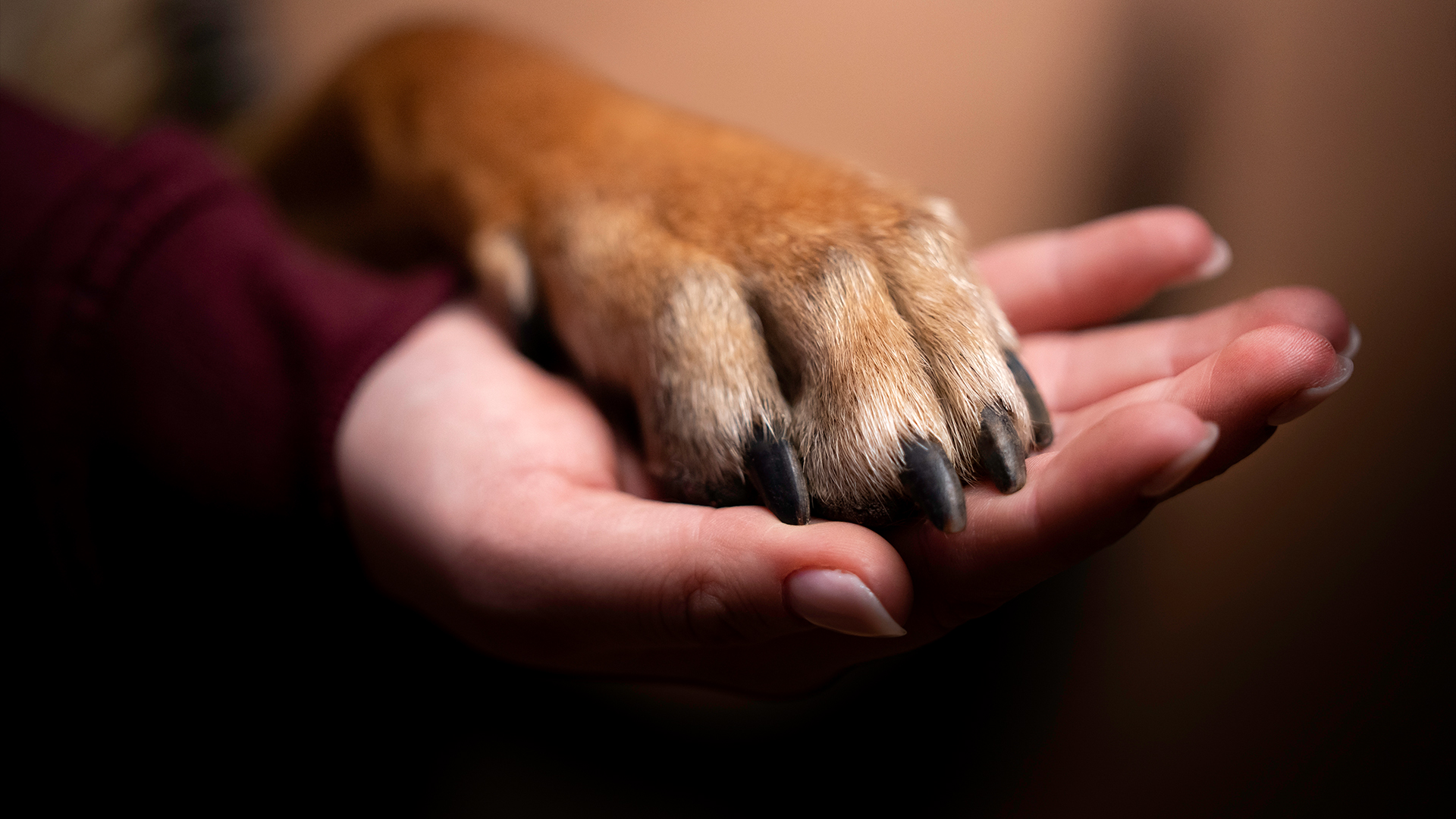 Dog's paw on a human hand. Image of friendship between man and dog.