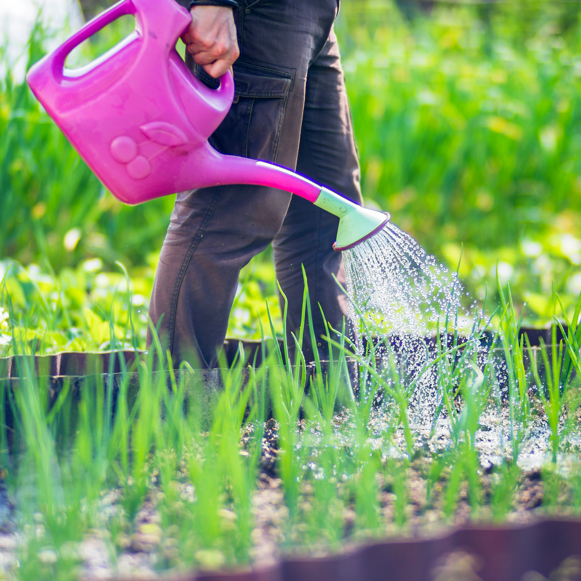 Watering vegetable plants on a plantation in the summer heat with a watering can. Gardening concept. Agriculture plants growing in bed row.
