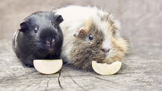 Two guinea pigs eating apples