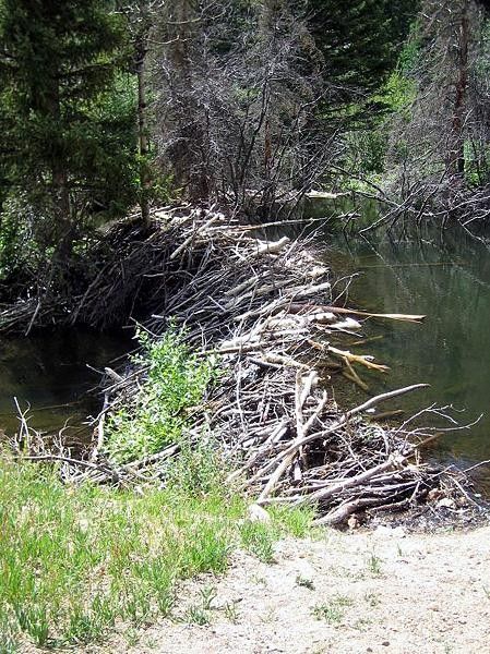 Found a beaver Dam Dag Nabit!