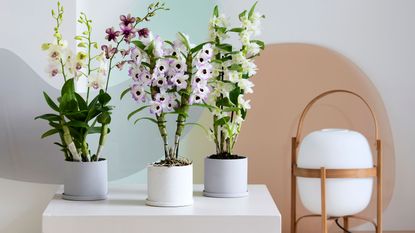 flowering houseplants