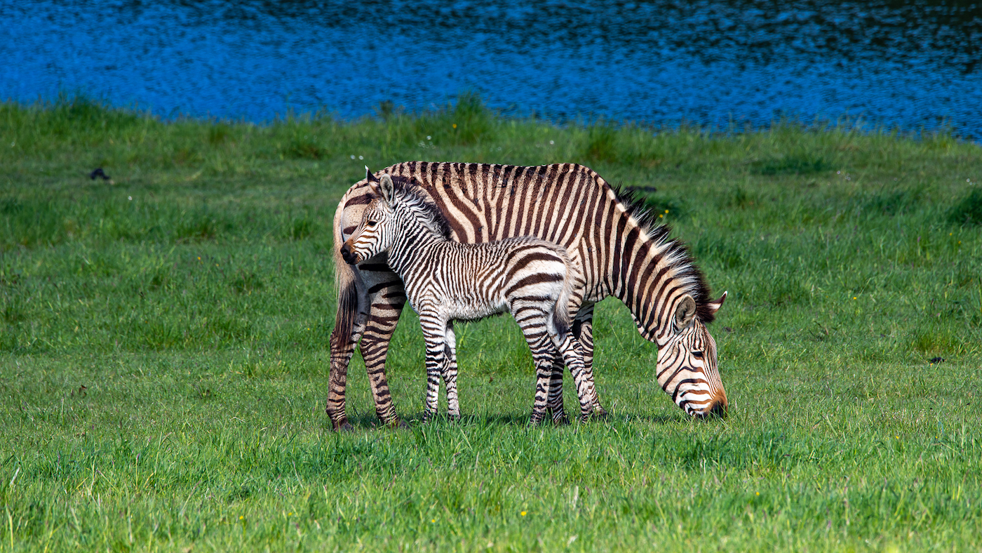 Zoo-Photographer-Credit-Mark-Parris-Hartmanns-Foal-6.jpg