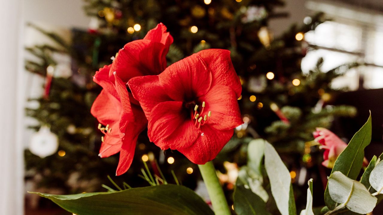 Amaryllis with Christmas tree lights in the background