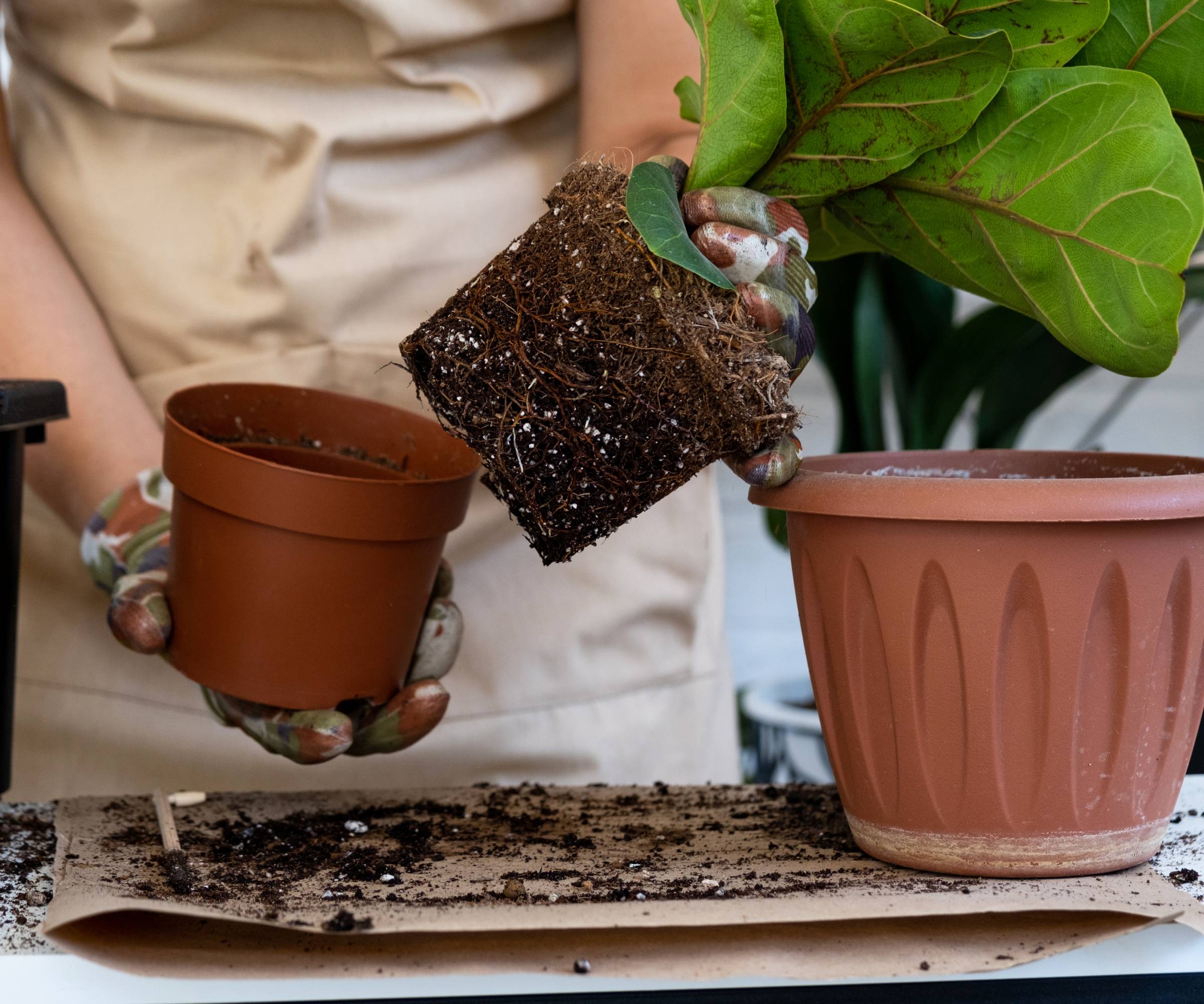 Hands repotting a fiddle leaf fig