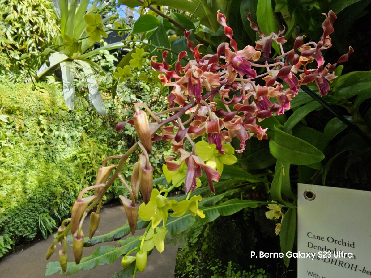 Orchids shot by our four best camera phones