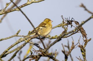 Bird photographed with Canon RF 800mm F11