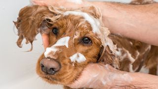 Dog in the bath covered in shampoo
