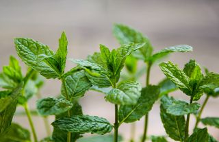 A close up of a green fresh peppermint plant, close up