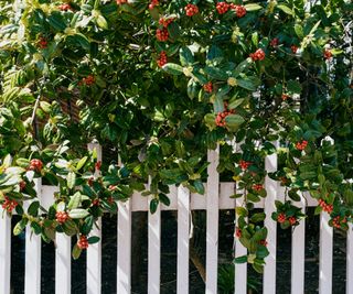 A hedge growing over a fence