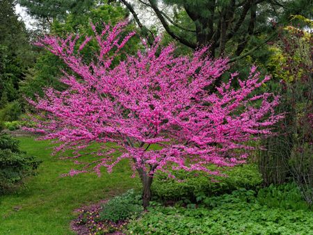 Large Redbud Tree