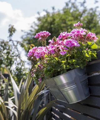 a pot of pink pelargoniums in a metal bucket attached to a fence