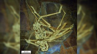 A photograph of the fossilized pterosaur skeleton.