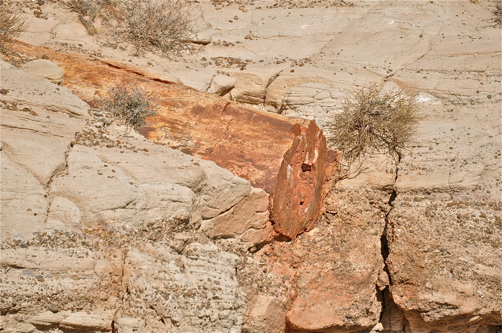 petrified forest national park, fossils