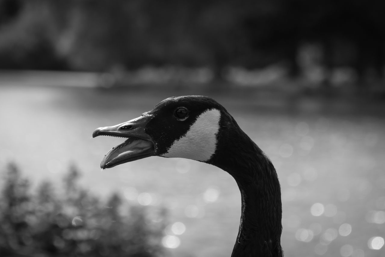 Canon EOS R7 sample image